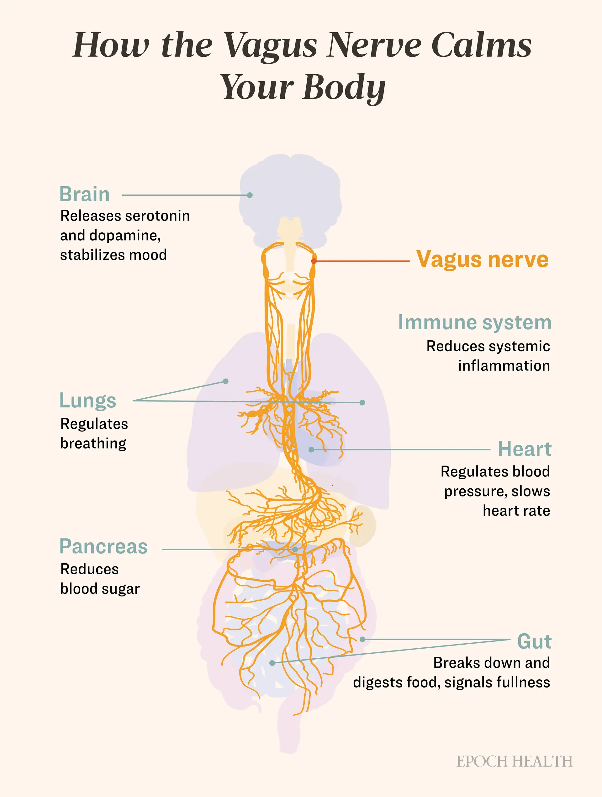 Vagus nerve